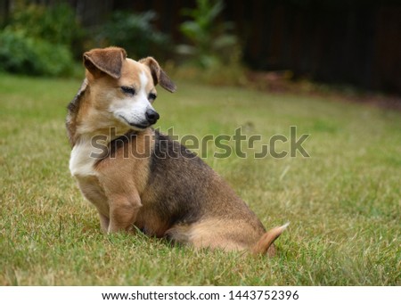 Brown and White Chihuahua Mix Sitting 