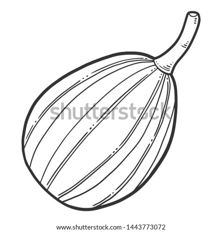 Fresh raw pumpkin. Vector concept in doodle and sketch style. Hand drawn illustration for printing on T-shirts, postcards. Icon and logo idea.