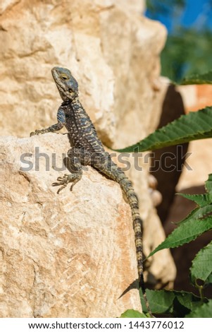 Stellagama stellio lizard on the rock in Turkey