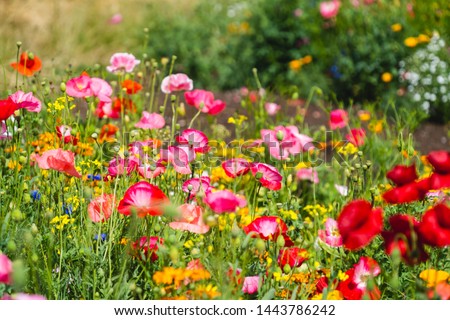 Wildflower meadows and poppy fields on an accessible slope in China Park near Mt. Pleasant, Vancouver. Royalty-Free Stock Photo #1443786242