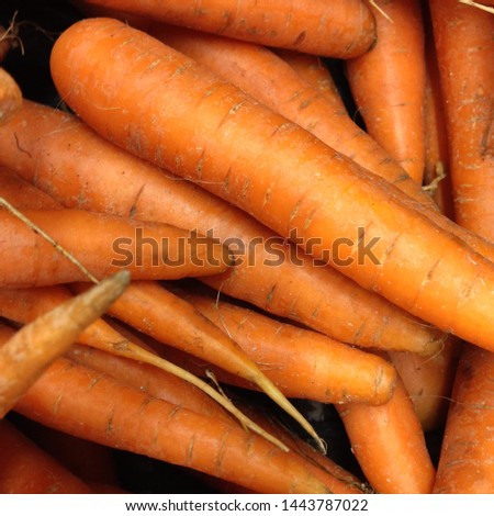 Macro Photo food vegetable carrot. Texture background of fresh large orange carrots. Product Image Vegetable Root Carrot