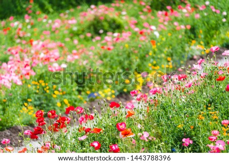 Beautiful drifts of wildflowers and poppies in the new meadows in China Park near Mt. Pleasant in Vancouver.