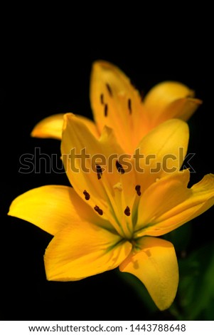 yellow lilies on black background