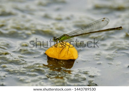 The blue-tailed damselfly (common bluetail) laying eggs to water