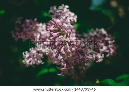 Syringa vulgaris (lilac or common lilac)