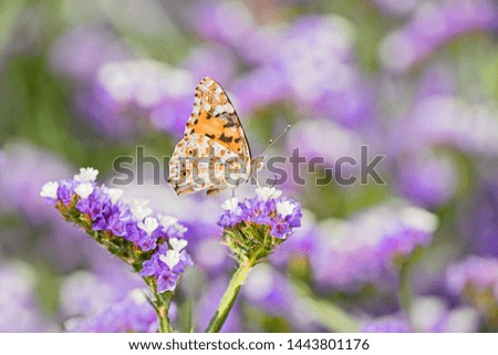 Closeup of beautiful Silver-washed fritillary butterfly or Argynnis paphia, with closed wings eating honeydew on purple flowers in dreamlike setting. Romantic artistic style of living wildlife