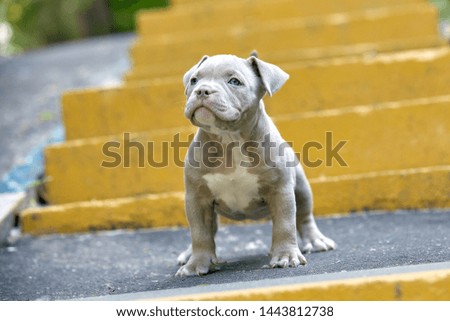 Beautiful and cute puppy American bulli on a concrete background, urban stairs. Concept first experience, first steps in life.