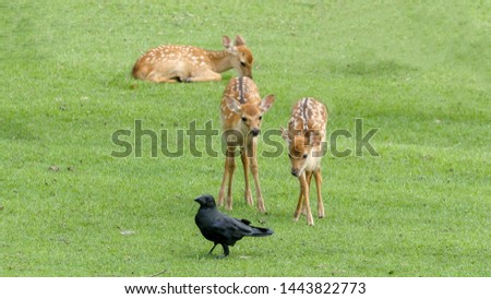 Cute fawn looking at a crow on the green grass field,  baby spotted deer interesting to a black bird on the meadow