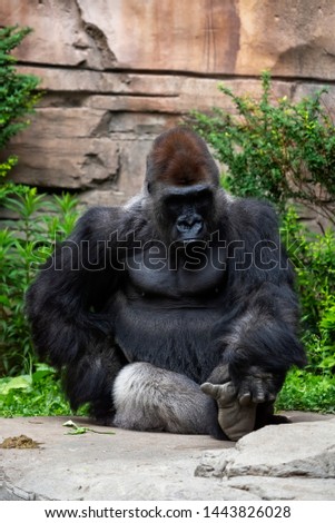 Photogenic captive western lowland gorilla posing for the camera