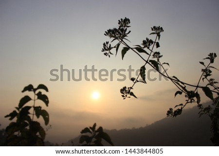 Wild plants behind the sun rise the hillside