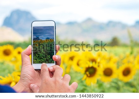 hand using phone taking photo beauty sunflower field.