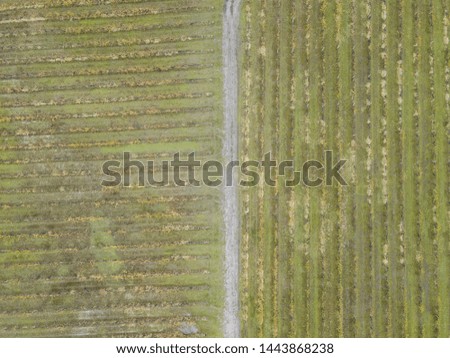 Top down aerial view of vineyard lines.