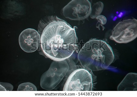 Blurry Colorful Jellyfishes floating on waters. White Moon jellyfish Aurelia aurita