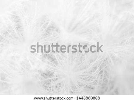 Subtle fluffy feathery texture of Mammillaria plumosa cactus spines. Similar to downy feathers of birds or snow flakes or fireworks. Natural white background. May use as unusual christmas pattern.