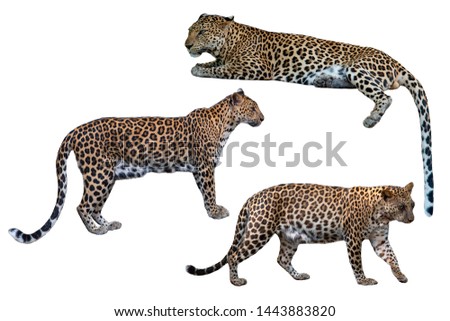 Leopard isolated on white background