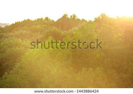The background of the bright light of the evening sun, blurred That came to affect the leaves on the mangrove forest, is a beautiful natural occurrence