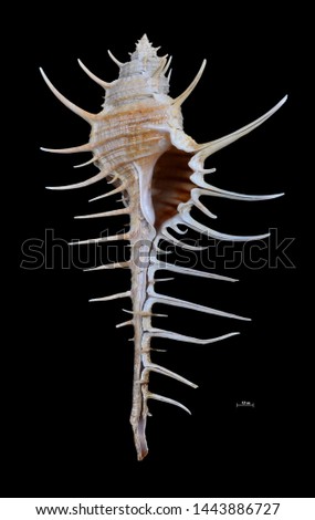 Scientific name Murex altispira.  A single shell Looks like a pagoda with a high shape With sharp spines