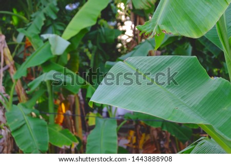  Banana leaves on three green and brown 