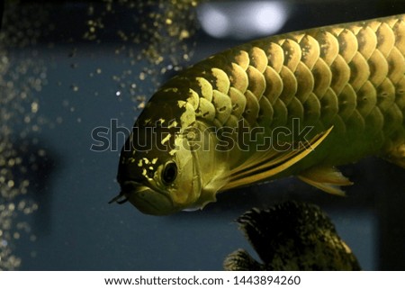 Malaysian golden arowana in the fish tank.