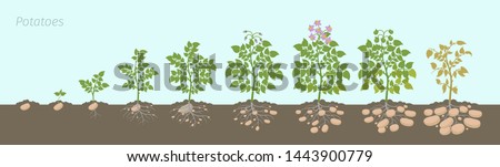 Crop stages of potatoes plant. Growing spud plants. The life cycle. Harvest potato growth progression In the soil. Royalty-Free Stock Photo #1443900779