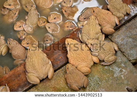 many frogs rearing in cage culture at farm in remote rural countryside Thailand, traditional of aquaculture household
