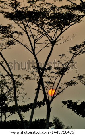 Silhouette of trees in summer season at sunset