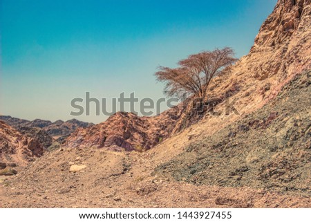 lonely tree on hill of dry dead desert dramatic rocky scenery landscape global warming and climate changes concept nature photography 