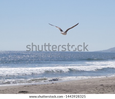 Malibu beach seagull in flight with blue sky in background.