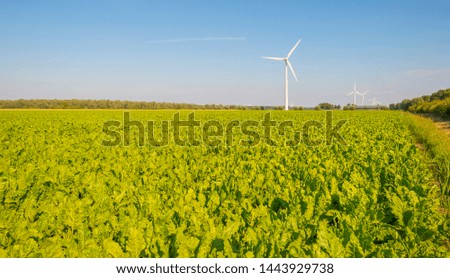 Field with vegetables below a blue sky in sunlight in summer
