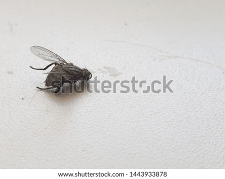 fly on a white background, close-up of a dead insect