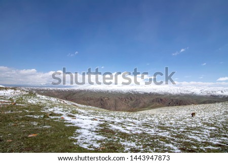 Horses grazing on a snowy pasture. On the horizon, snow-capped mountains. The sky in the clouds. Travel. Kyrgyzstan.