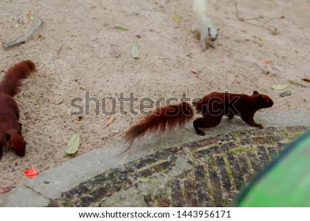 Art view on wild nature. Cute red squirrel with long pointed ears in autumn scene . Wildlife in November forest. Squirrel sitting on GROUND.. 