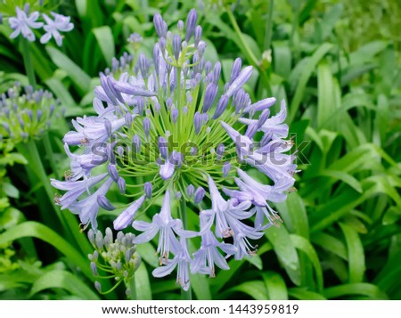 An image of　Agapanthus in the rain in bloom early in the morning in Japan.