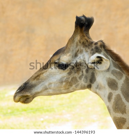 Portrait of giraffe on the face and neck.