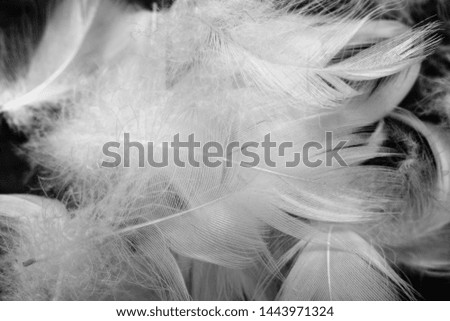 Beautiful white feather swan pattern texture background