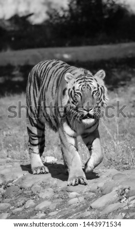 A black & white picture of the national animal of a colourful country.