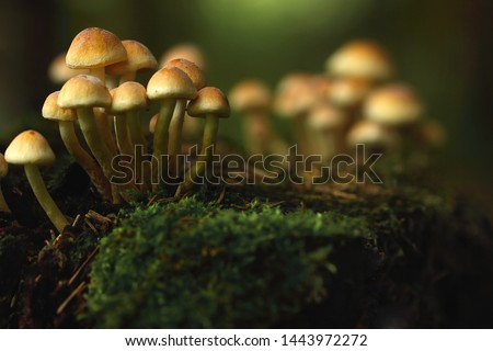 The hallucinogenic mushrooms grow on the old stump. Forest and mushrooms in a shady forest. Royalty-Free Stock Photo #1443972272