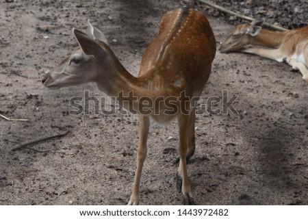 The little deer is standing with peace of mind and standing. Take pictures in beautiful postures