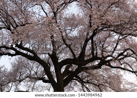 cherry blossom in yamanashi japan