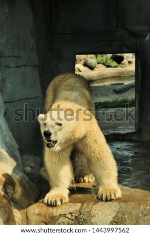 A picture of a Polar Bear