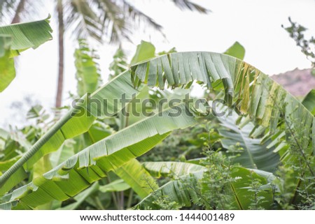 Picture of banana tree leafs in a tropical location at a summer afternoon