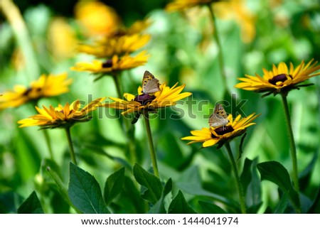 Close-up Butterfly on the Yellow flower in Eram Garden, Shiraz, Iran