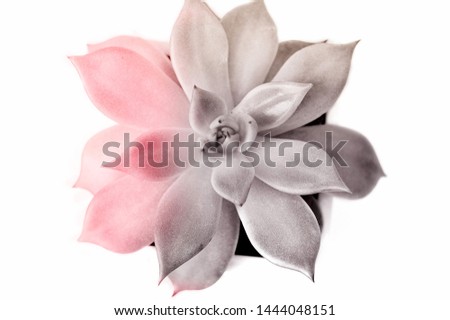  ucculent isolated on white background, tinted in pink and gray. Design concept, print for print, picture. Flat lay. purple rosette echeveria
