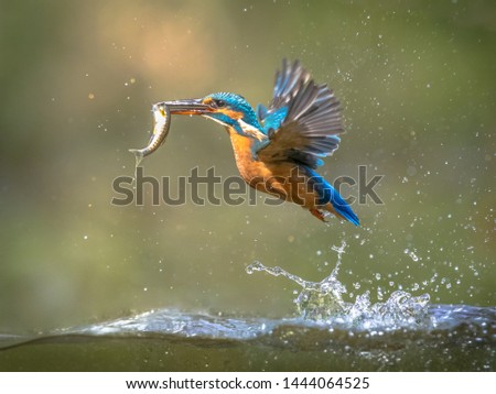 Common European Kingfisher (Alcedo atthis).  river kingfisher flying after emerging from water with caught fish prey in beak on green natural background Royalty-Free Stock Photo #1444064525