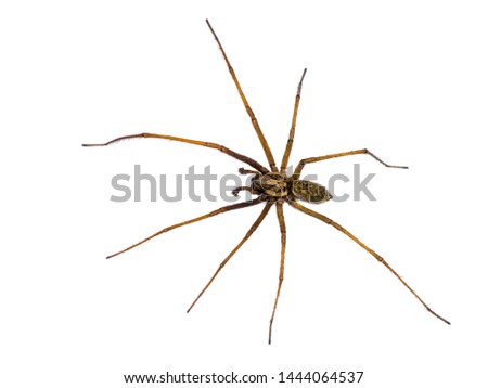 Giant house spider (Eratigena atrica) top down view of arachnid with long hairy legs isolated on white background Royalty-Free Stock Photo #1444064537