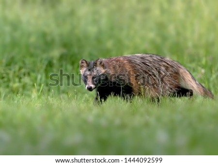 Close-up and detailed photos of The raccoon dog (Nyctereutes procenoides) are walking on the ground in search of food