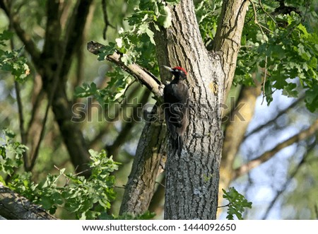 Black woodpecker (Dryocopus martius) searches for insects and larvae in the bark of a thick oak tree. Beautiful evening light on the photo