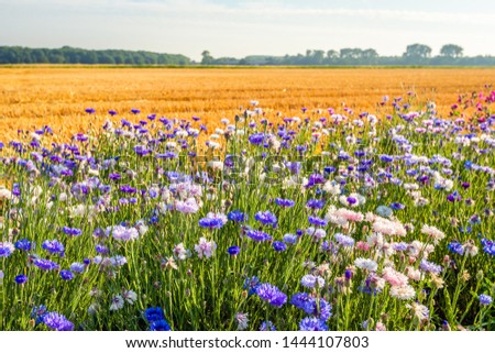 Colorful field margin on the edge of a newly harvested wheat field. In the Netherlands, field margins are subsidized by the government to promote biodiversity. The photo was taken in North Brabant. Royalty-Free Stock Photo #1444107803
