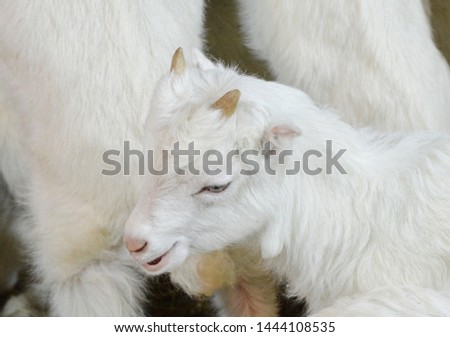 Beautiful white goat in the stall. Portrait of goat. 