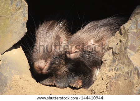 Indian crested porcupine. Sort : Hystrix indica